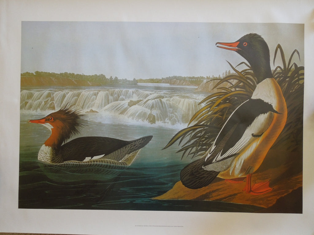 John James Audubon Goosander