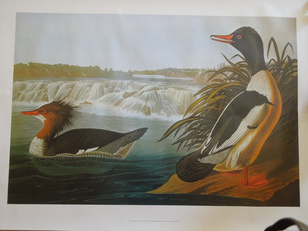 John James Audubon Goosander