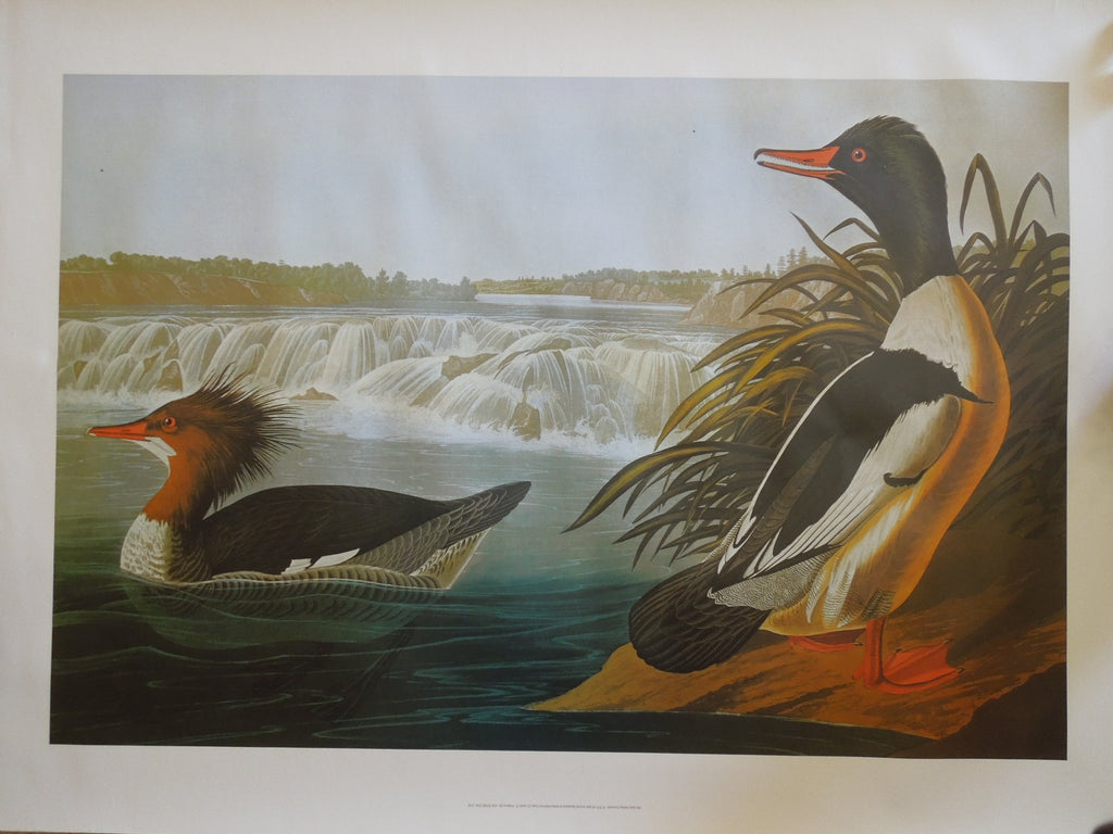 John James Audubon Goosander