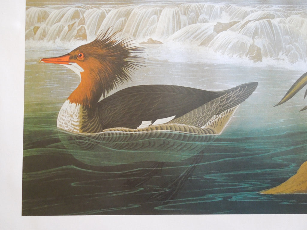 John James Audubon Goosander