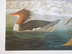 John James Audubon Goosander