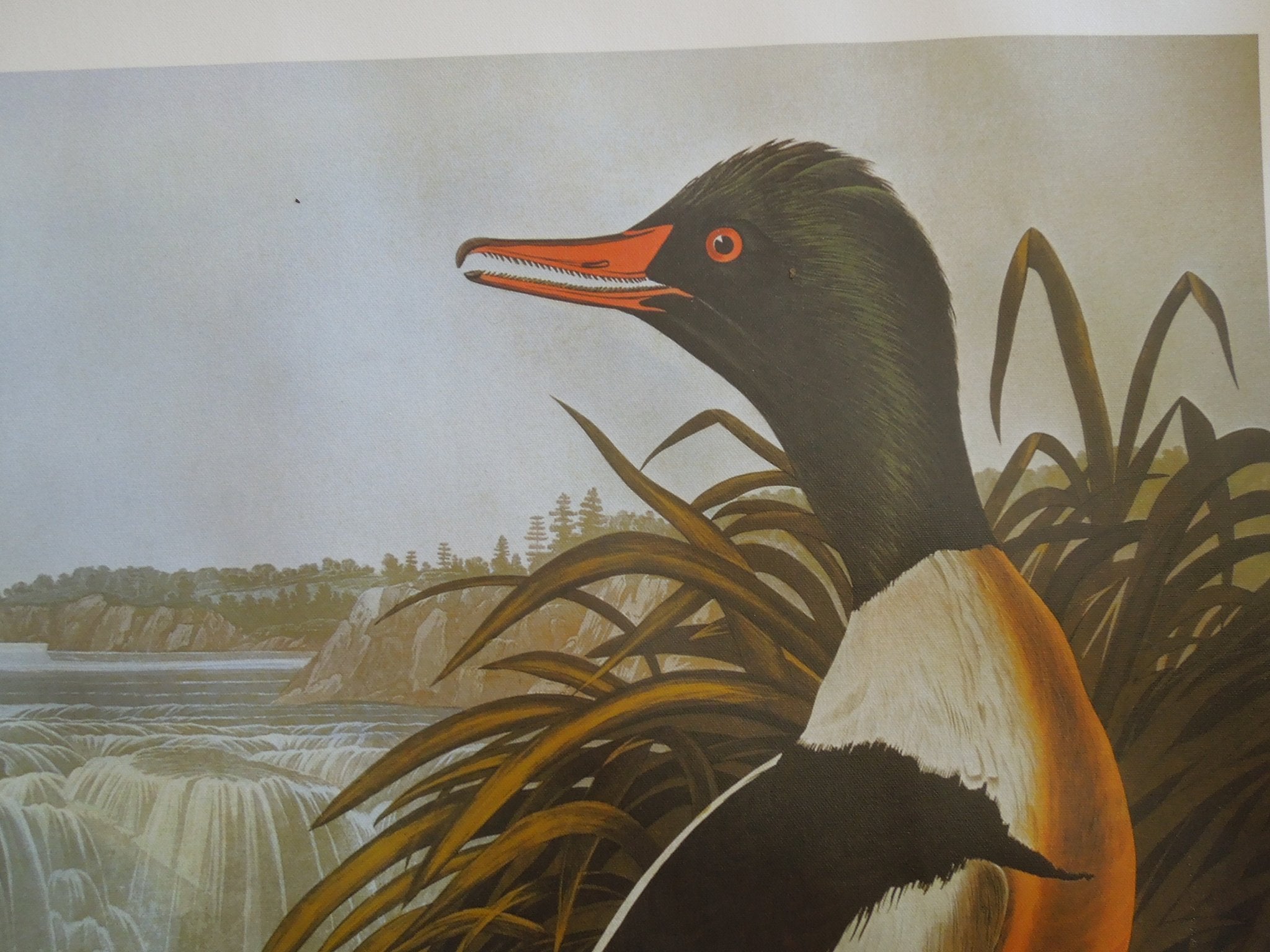 John James Audubon Goosander