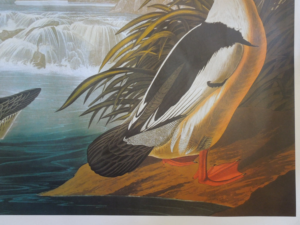 John James Audubon Goosander