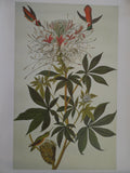 John James Audubon Ruff Necked Hummingbird Size: 22 5/8 X 36 In.
