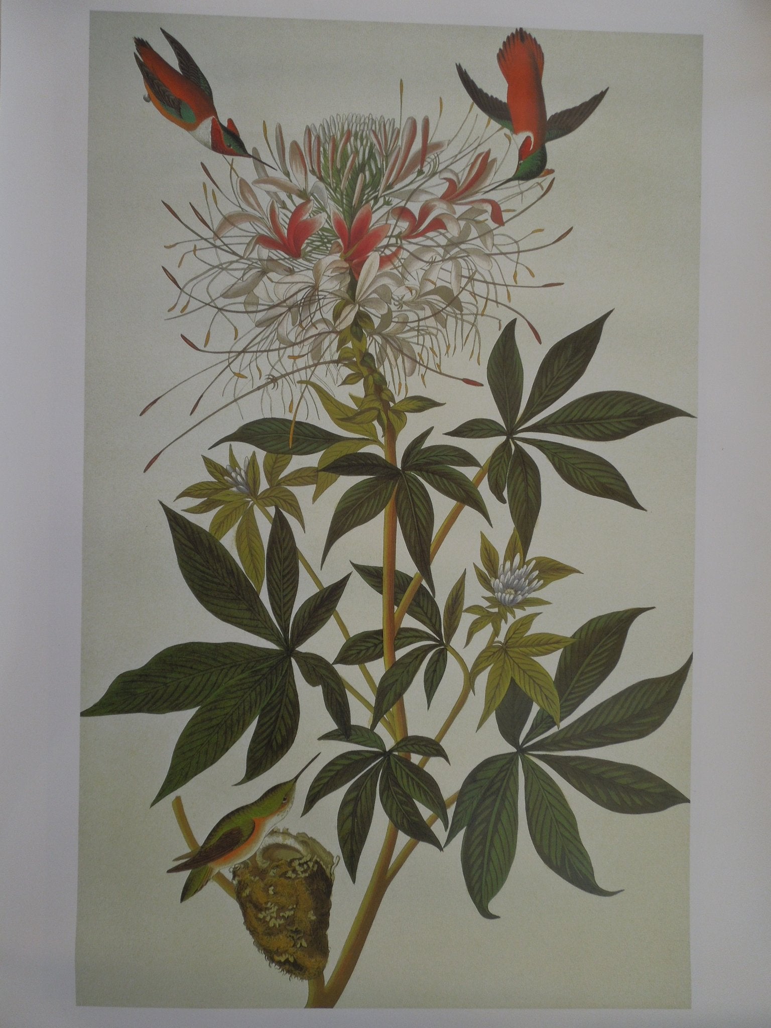 John James Audubon Ruff Necked Hummingbird Size: 22 5/8 X 36 In.