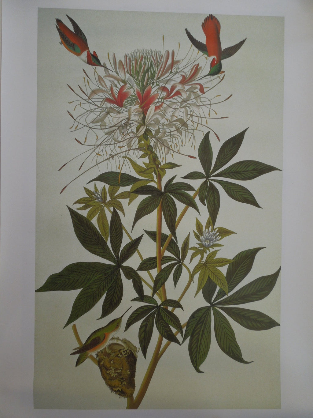 John James Audubon Ruff Necked Hummingbird Size: 22 5/8 X 36 In.