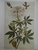 John James Audubon Ruff Necked Hummingbird Size: 22 5/8 X 36 In.