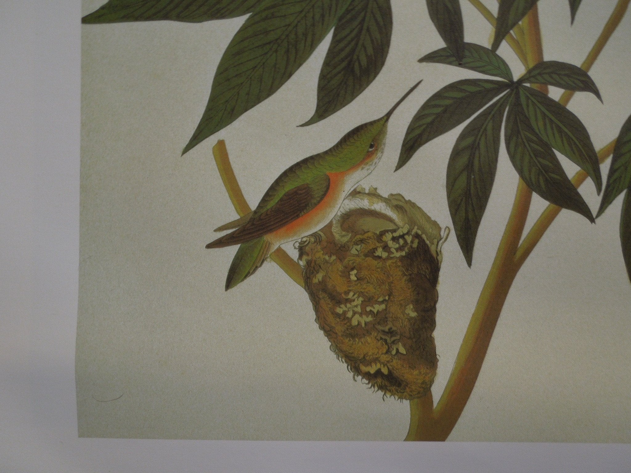 John James Audubon Ruff Necked Hummingbird Size: 22 5/8 X 36 In.