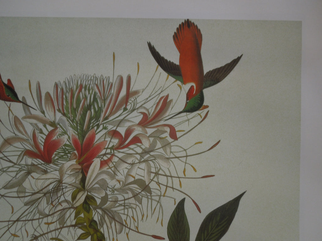 John James Audubon Ruff Necked Hummingbird Size: 22 5/8 X 36 In.