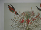 John James Audubon Ruff Necked Hummingbird Size: 22 5/8 X 36 In.