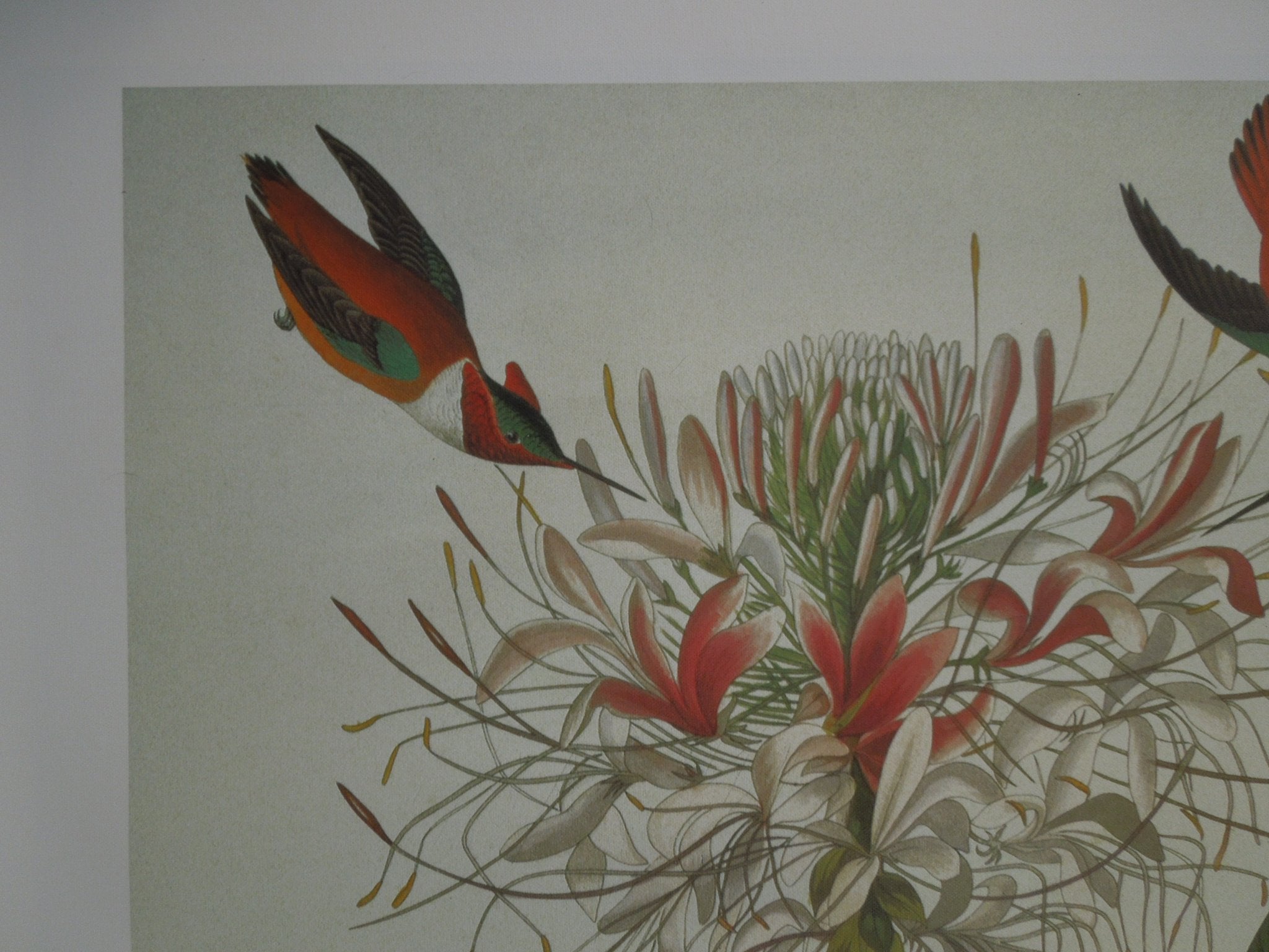 John James Audubon Ruff Necked Hummingbird Size: 22 5/8 X 36 In.