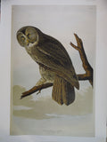 John James Audubon Great Cinereous Owl