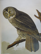 John James Audubon Great Cinereous Owl