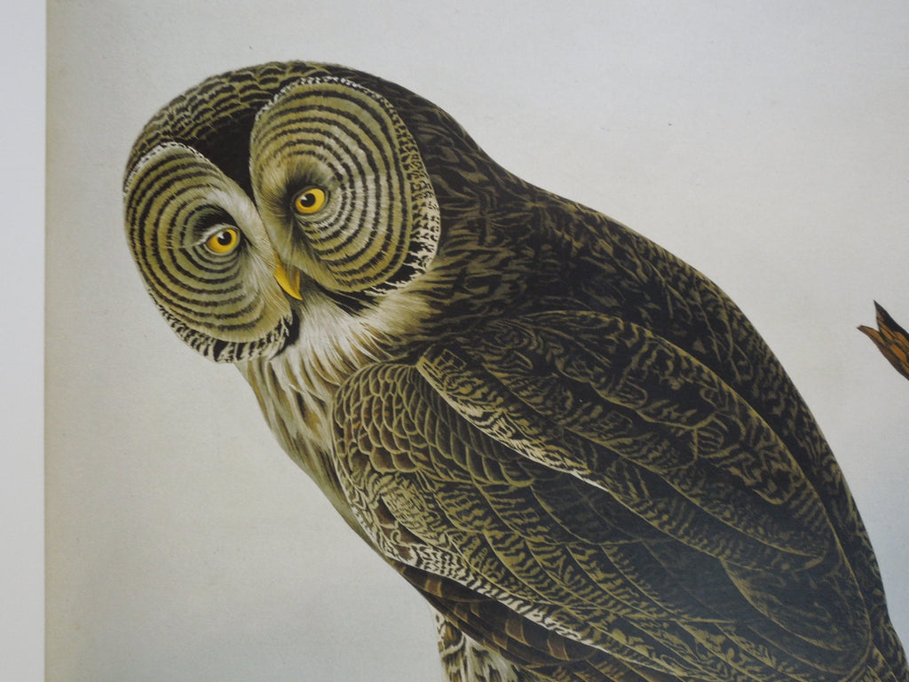 John James Audubon Great Cinereous Owl