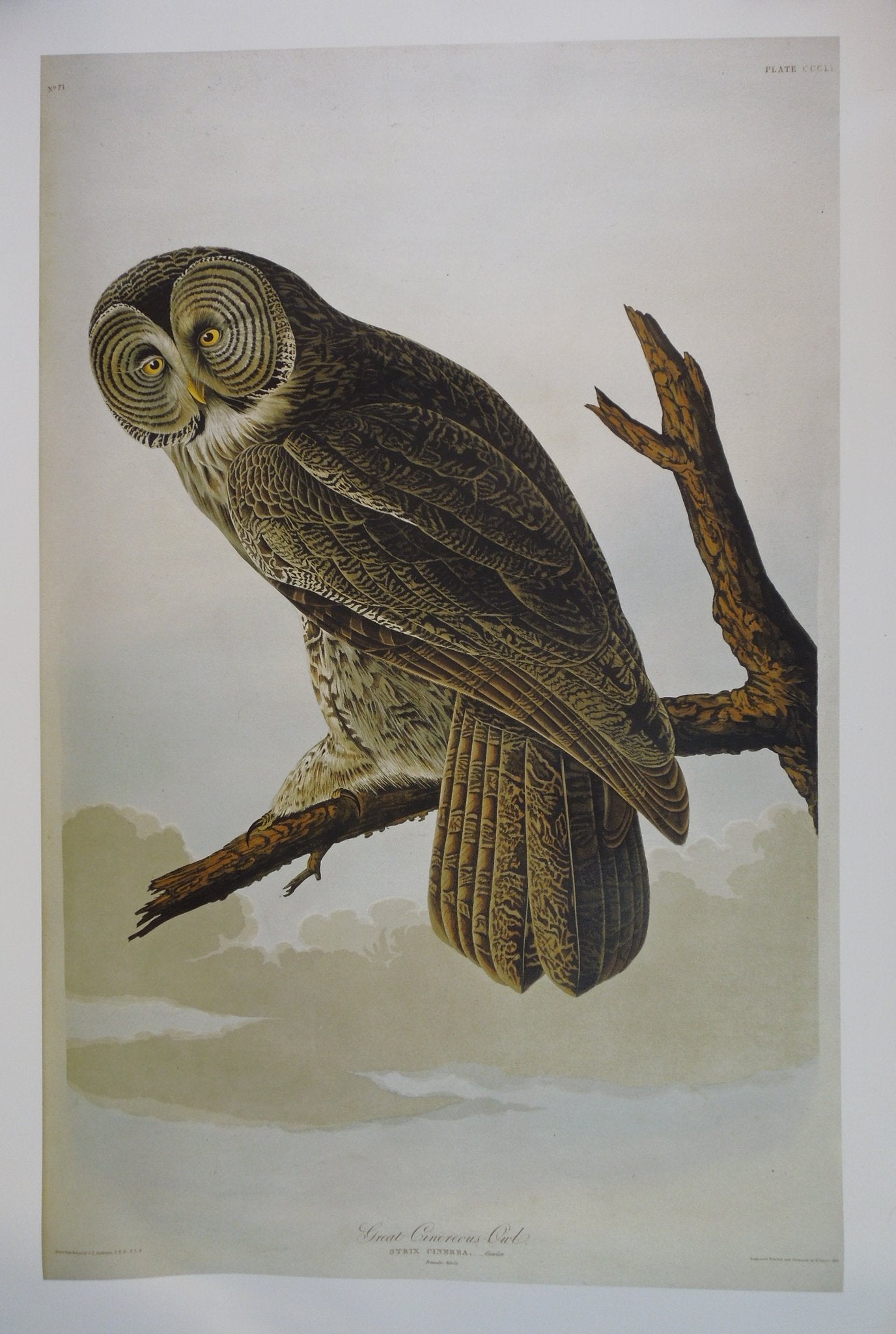 John James Audubon Great Cinereous Owl