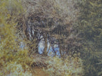 Helen Allingham In The Primrose Wood