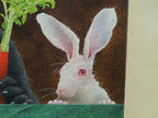 Will Bullas "Hare Of The Dog" Stretched Canvas Print Signed Numbered 66/75