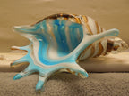Art Glass Striped Conch Shell