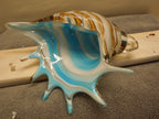 Art Glass Striped Conch Shell